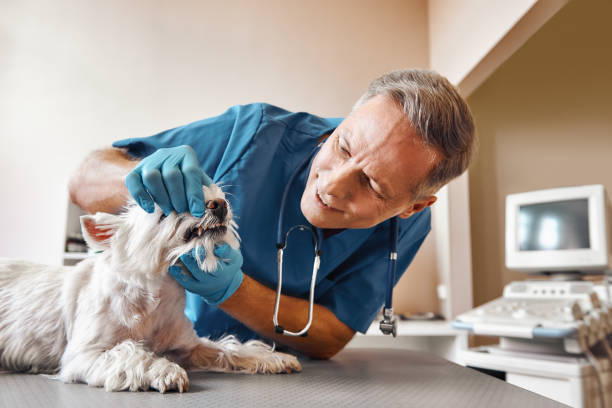 Best 24-Hour Emergency Dental Care in Jerseyvle, IL